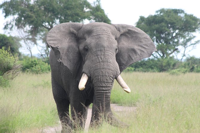 6-Day Queen Elizabeth and Mburo Luxury Safari - Pricing Information