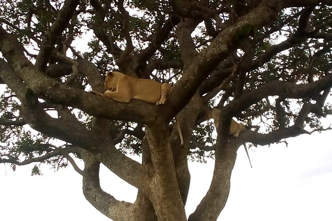 6-Day Safari to Samburu, Lake Nakuru & Masai Mara - Pickup and Transportation