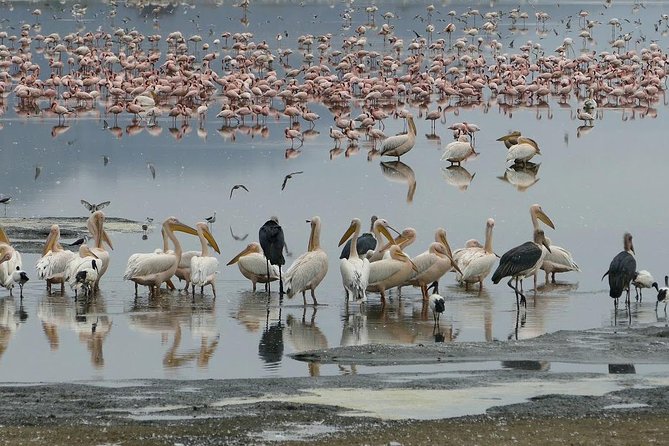 6 Days Best Adventure Kilimanjaro ,Tarangire ,Serengeti &Ngorongoro Crater - Pricing and Cancellation Policy