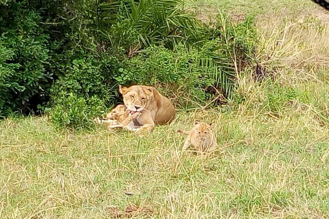 6 Days Best of Kenya Safaris Maasai Mara-Lake Nakuru Amboseli National Park - Logistics and Accessibility