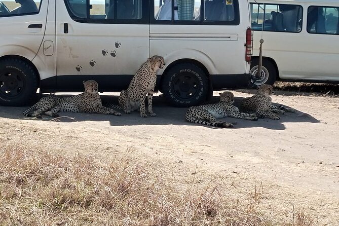 6 Days Kenya Masai Mara,Lake Nakuru & Amboseli Wildlife Safari - Culinary Experiences