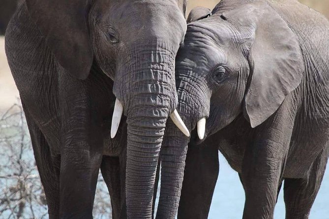 6 Days Mara River Crossing - The Great Migration - Booking Process and Policies