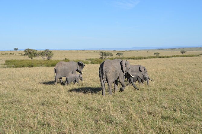 6-Days Masai Mara, Lake Nakuru and Amboseli Safari on Landcruiser - Traveler Information and Requirements