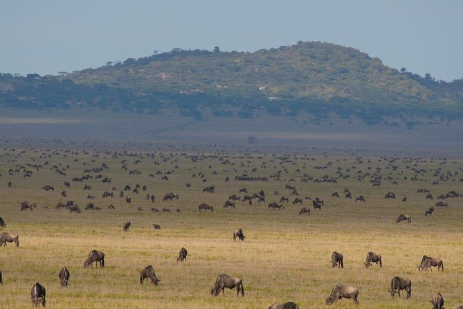 6 Days Migration Crossing in Mara River Northern Serengeti - Transportation and Logistics
