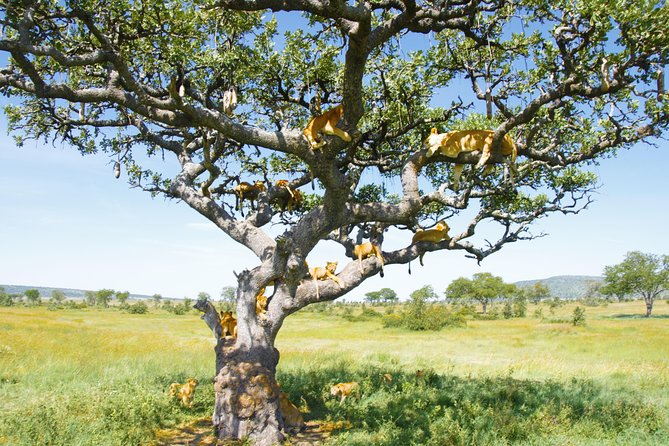 6 Days Private Camping Safari Serengeti, Ngorongoro, Lake Manyara and Tarangire - Lake Manyara National Park