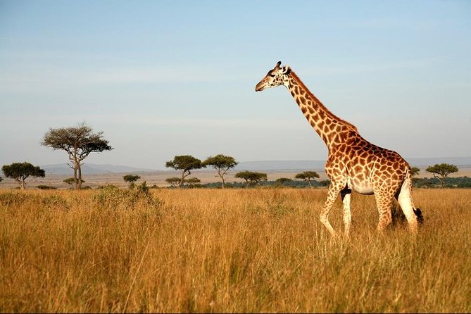 6 Days Safari - Visit; Masai Mara, Lake Nakuru & Amboseli - Inclusions and Exclusions