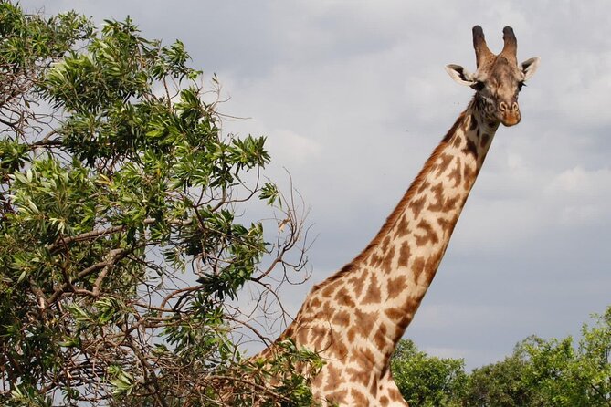 6 Days Serengeti Classic Safaris Odyssey in Tanzania - Frequently Asked Questions