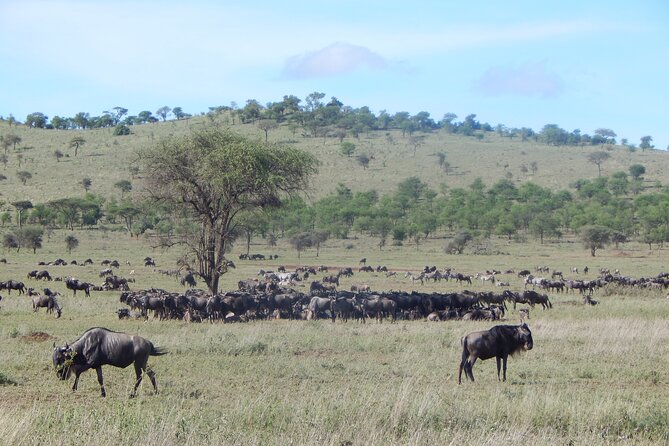 6 Days Tanzania Northern Circuit Experience - Frequently Asked Questions