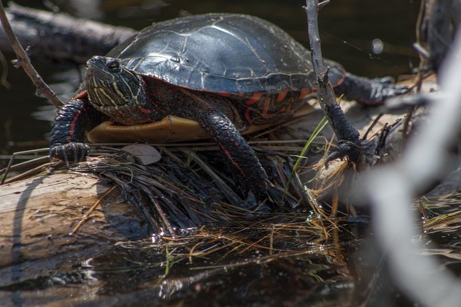 6 Hour Algonquin Park Canoe Trip - Whats Included