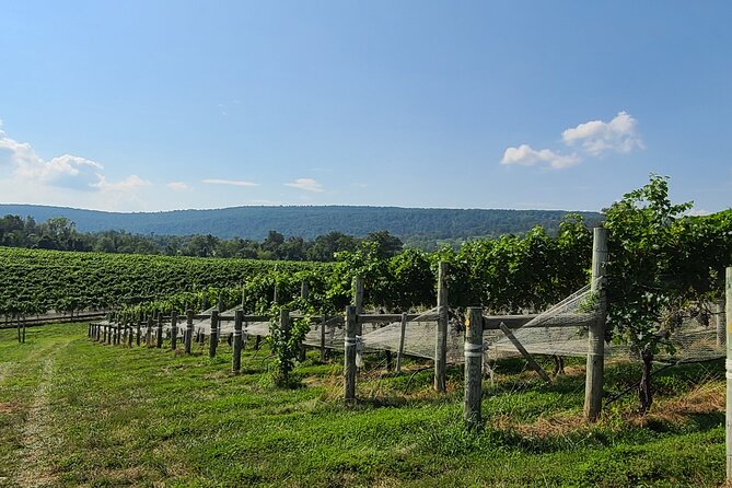 6 Hour Northern Virginia Wine Tours - Customization Options