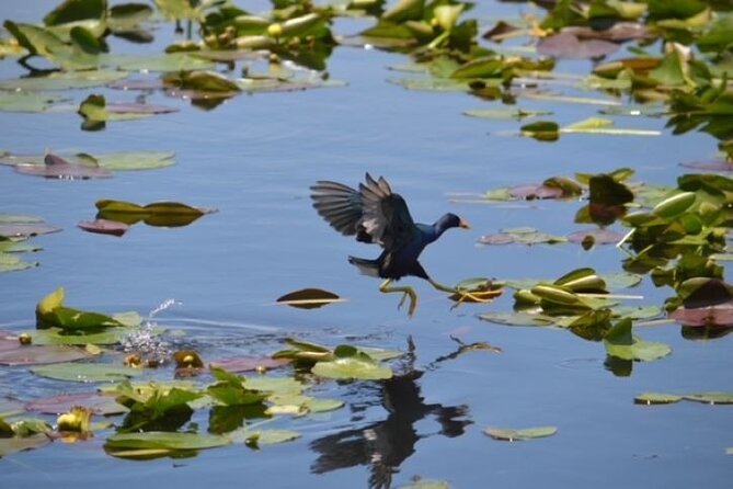 60 Min Private Everglades Airboat Ride in Miami - Tips for Your Airboat Ride