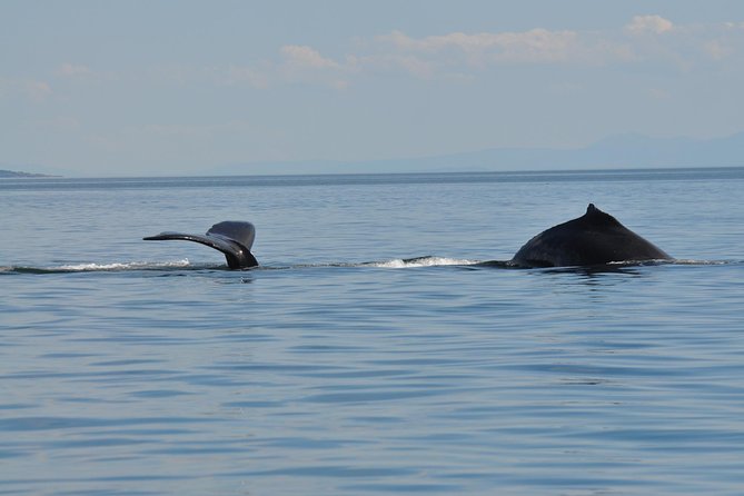 7-8 Hour Zodiac Whale Watching Tour - Gear and Attire