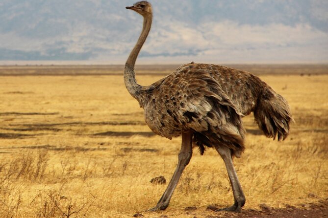 7 Day Grand Tanzania Safari - Cultural Immersion