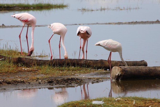 7 Days Maasai Mara - Lake Nakuru - Lake Naivasha - Amboseli Safari - Experiencing Amboseli National Park