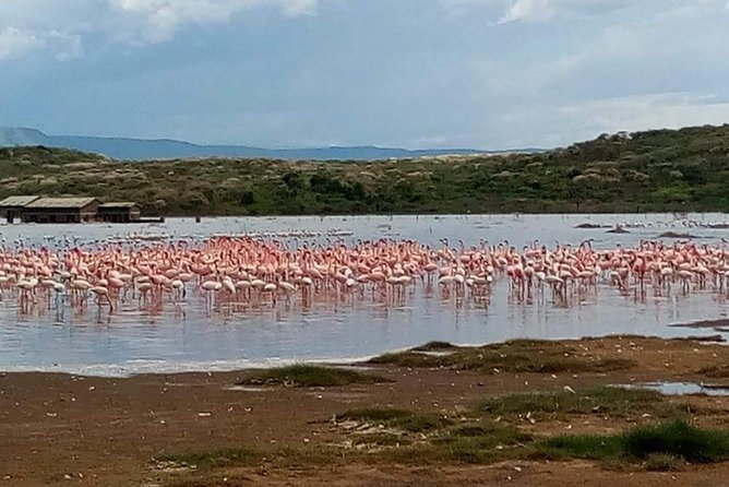 7 Days Maasai Mara - Lake Nakuru - Lake Naivasha- Amboseli Safari. - Meals and Dining Experiences