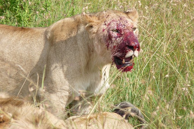 7 Days Maasai Mara-Lake Nakuru-Lake Naivasha & Amboseli - Amboseli National Park