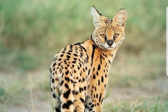 7 Days Wildlife Safari Through Tanzania Best Parks - Lake Manyara National Park