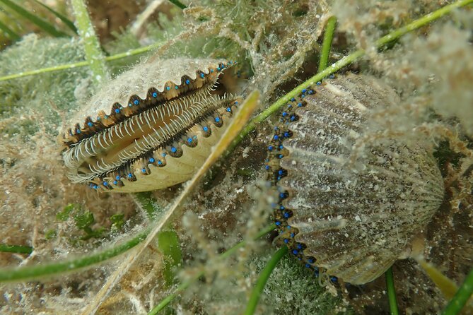 7 Hour Private Scalloping Package in Mangrove Point - Crystal River, Florida Destination