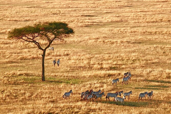 8-Day Essence of Tanzania Safari - Luxury - Culinary Delights