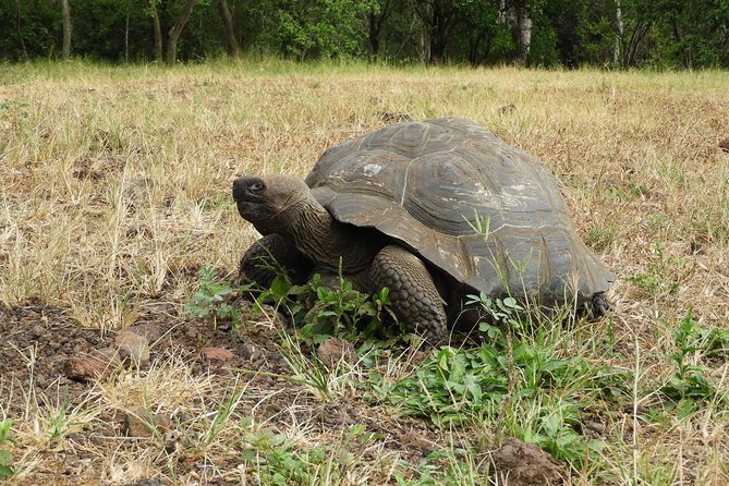 8-Day Machu Picchu & Galapagos Superior: Ultimate Bucket List Experience - Departing for the Galapagos Islands