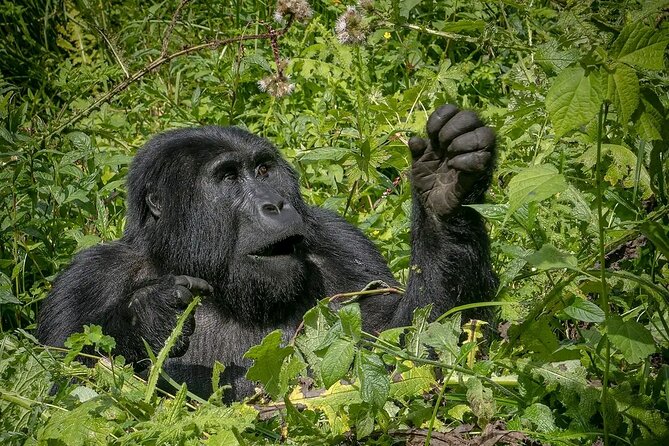 8-Day Private Uganda Big 5 Luxury Safari With Gorillas and Chimps - Breathtaking Views of the Rwenzori Mountains