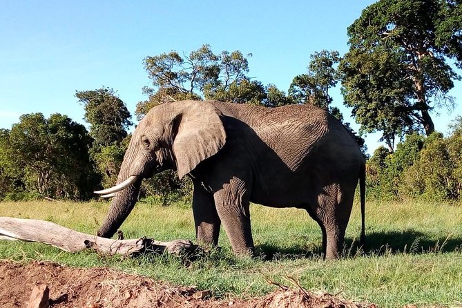 8 Day Safari: Best of Kenya & Tanzania - Pricing and Cancellation Policy
