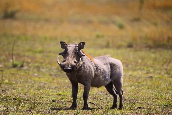 8-Day Tanzania Private Safari Tour With Airport Pickup - Booking Information