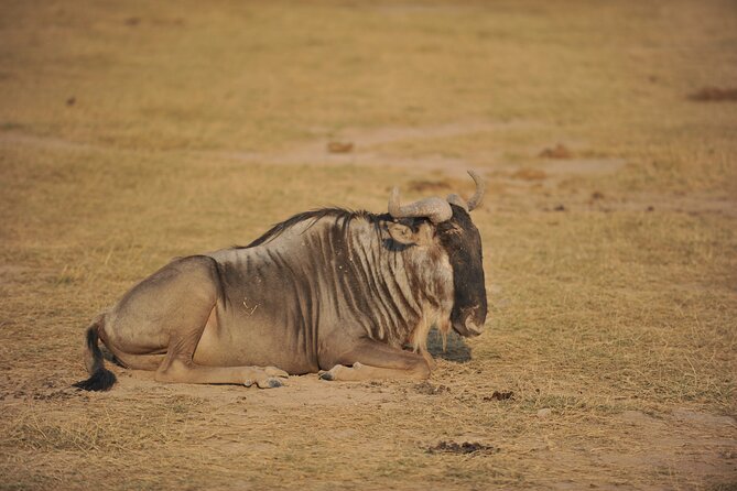 8 Days / 7 Nights 2021 / 2022 Wildebeest Migration Safari - Maasai Mara Reserve - Health and Safety Guidelines
