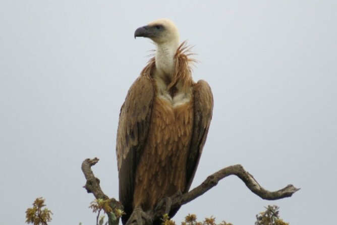 8-Days Discovering Birds of Portugal and Spain From Lisbon - Booking Information