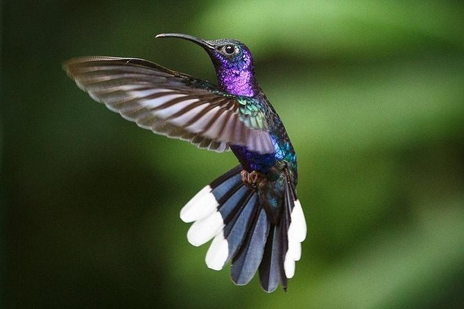 8 Days North Costa Rica Fun Family and Friends Trip - Boat Tour on the Corobici River
