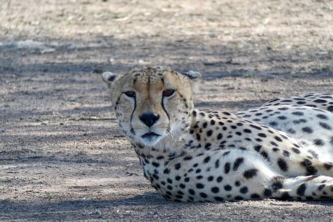 8 Days Tanzania Adventure Tented Camps Safari - Wildlife Encounters