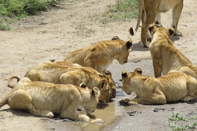 9 Days Safari To See Great Migration Crossing - Wildlife Viewing Experiences