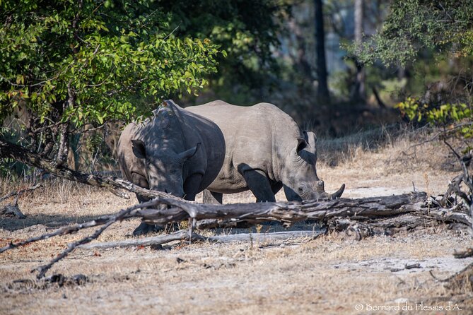 A Game Drive Plus White Rhino Short Walk - Knowledgeable Guide Insights