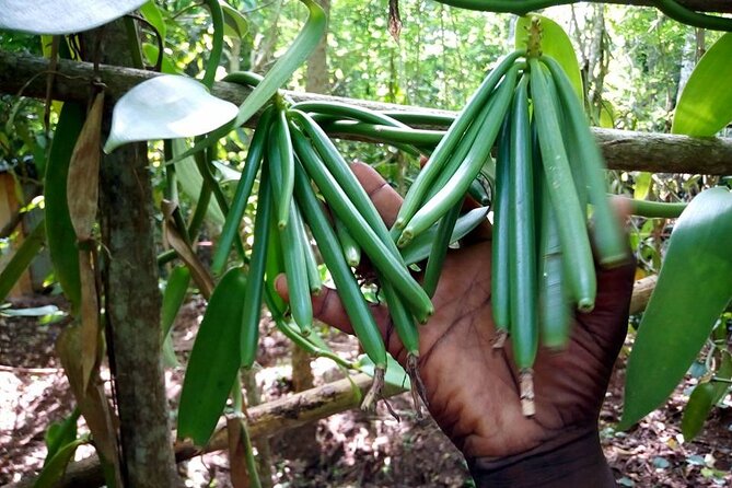 A Private Full Day Tour To Stone Town & Spice Farm - Accessibility Information