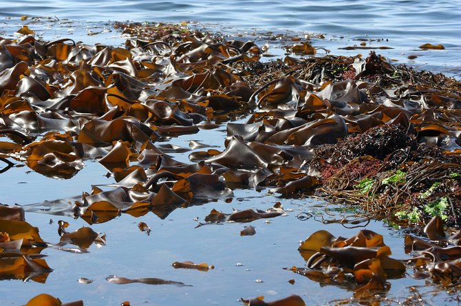Abalone Farm Tour and Tasting With Coastal Seaweed Walk. Guided. 2 Hours - Location and Accessibility