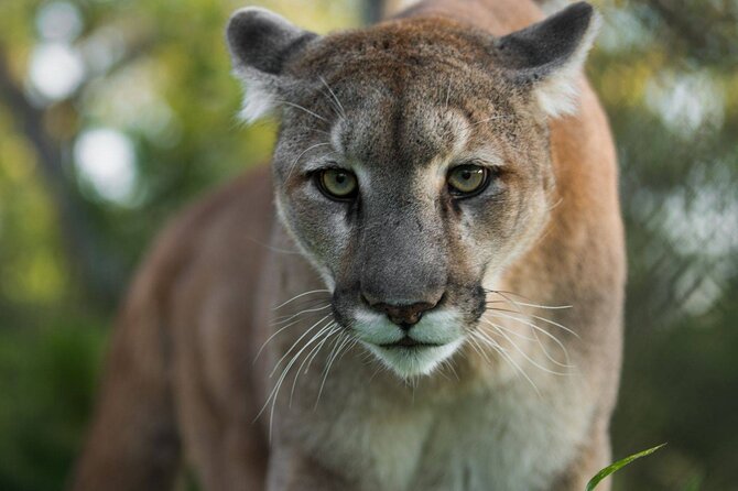 Admission Ticket to Las Pumas Rescue Center - Planning Your Visit