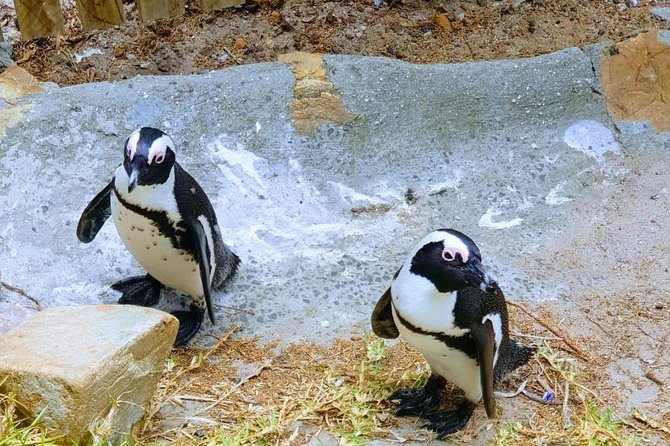 African Penguins (Boulders Beach) Half Day Tour From Cape Town - Pricing and Booking Information