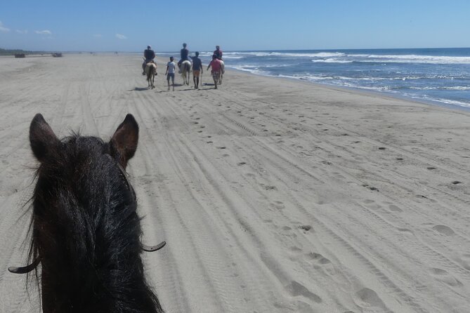 AfroMexican Village Experience-Horseback Ride-Turtle Hatch &Crocs - Customer Reviews and Experiences