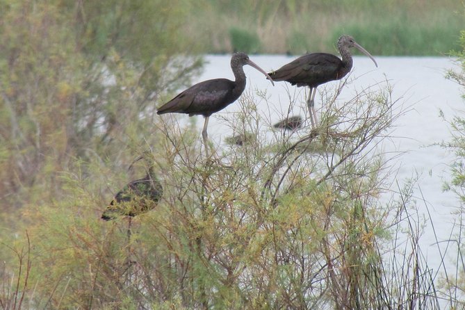 Afternoon Birdwatching at Lagoa Dos Salgados - Preparing for the Experience