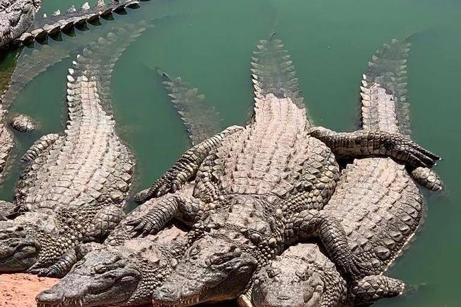 Agadir Croco Park Transfer & Admission Ticket - Park Facilities and Activities