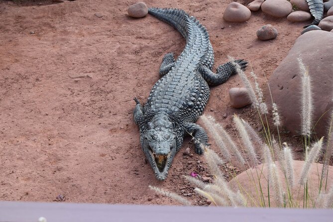 Agadir Crocodile Park Adventure - Transportation and Pickup Details