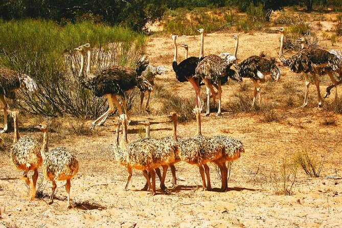 Agadir National Park & 4×4 Jeep Desert Safari Tour With Lunch - Accessibility Features