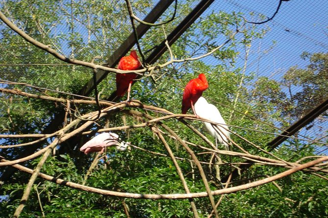 Airport IGU Round Trip & IGUassu Falls Brazilian Side & Bird Park - Iguassu Falls Brazilian Side