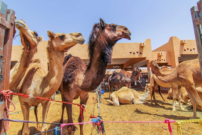 Al Ain City Sightseeing Tour With Lunch From Dubai - Guest Experiences and Recommendations
