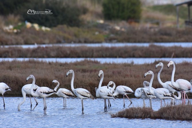 Albania Birdwatching, Kayaking, Bicycle National Park Divjaka Karavasta(ARG) - Reviews and Ratings