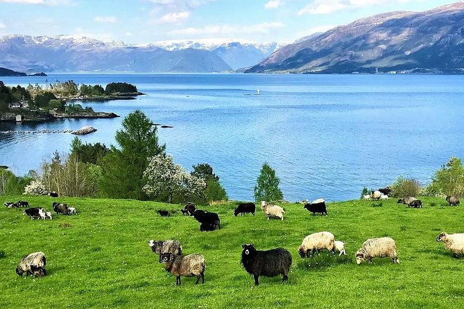 Alesund Sightseeing Tour Review: A Perfect Adventure - Navigating Weather Challenges