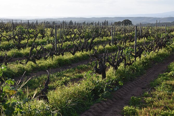 Algarve Wine Tour and Farmers Lunch at Wine Estate - Traveler Reviews