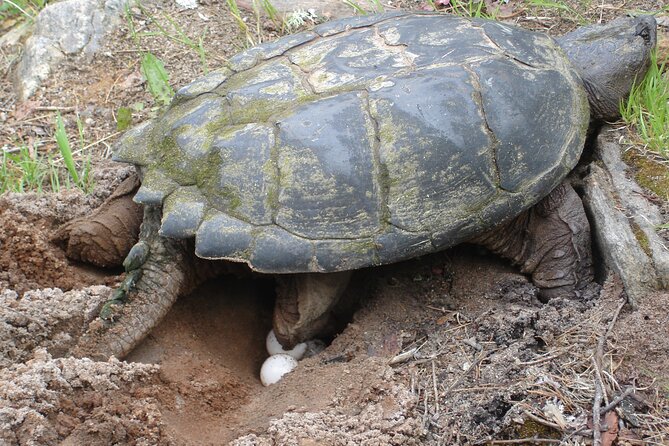 Algonquin Park 4-Day Luxury Moose/Beaver/Turtle Camping & Canoeing Adventure - Included Meals and Supplies
