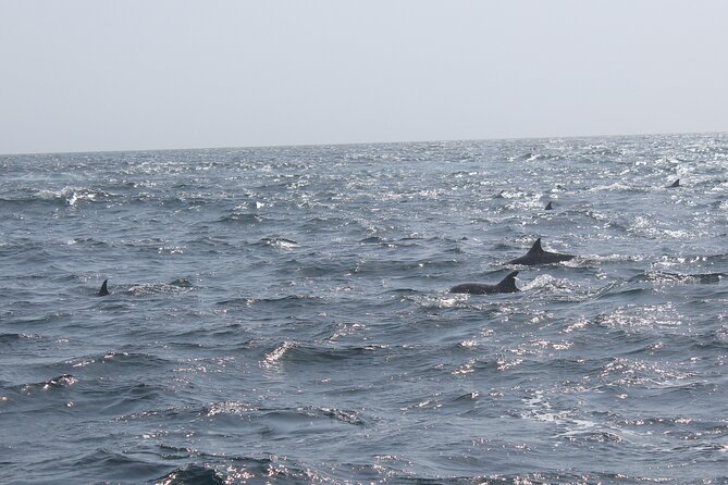 Amazing Dolphin Watching Tour In Muscat - Reviews and Ratings