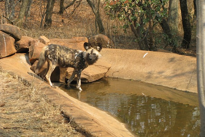 Ann Van Dyk Cheetah Centre Tour From Johannesburg or Pretoria - Cheetah Interaction and Activities